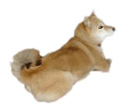 Cute Shiba dog sticker #14156772