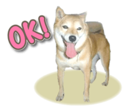 Cute Shiba dog sticker #14156776