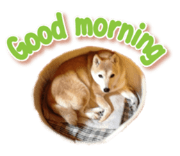 Cute Shiba dog sticker #14156777