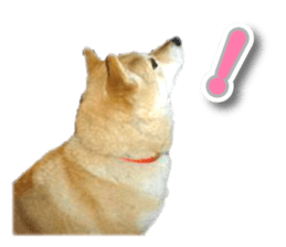 Cute Shiba dog sticker #14156781