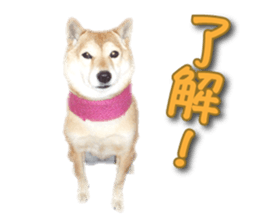 Cute Shiba dog sticker #14156782