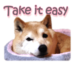 Cute Shiba dog sticker #14156784
