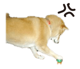 Cute Shiba dog sticker #14156789