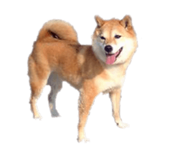 Cute Shiba dog sticker #14156790