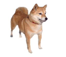Cute Shiba dog sticker #14156792