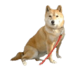 Cute Shiba dog sticker #14156794