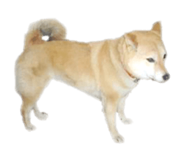Cute Shiba dog sticker #14156795
