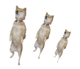 Cute Shiba dog sticker #14156796