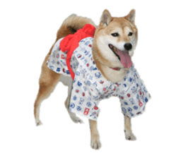 Cute Shiba dog sticker #14156797