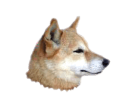 Cute Shiba dog sticker #14156798