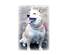 Cute Shiba dog sticker #14156799