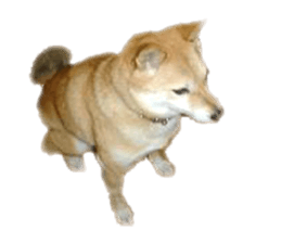 Cute Shiba dog sticker #14156801