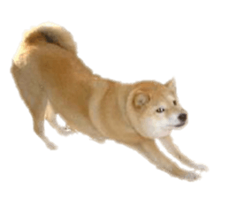 Cute Shiba dog sticker #14156802