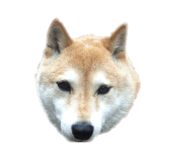 Cute Shiba dog sticker #14156803