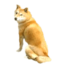 Cute Shiba dog sticker #14156804