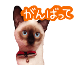 This is hana sticker #14158359