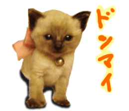 This is hana sticker #14158360