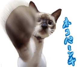 This is hana sticker #14158361