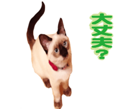 This is hana sticker #14158365