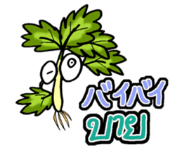 eat pakchee thai sticker #14159044