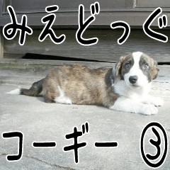 MIEDOG Welsh Corgi Cardigan sticker 3