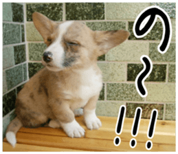 MIEDOG Welsh Corgi Cardigan sticker 3 sticker #14159321