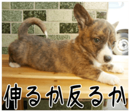 MIEDOG Welsh Corgi Cardigan sticker 3 sticker #14159322