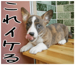 MIEDOG Welsh Corgi Cardigan sticker 3 sticker #14159323