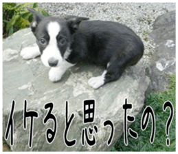 MIEDOG Welsh Corgi Cardigan sticker 3 sticker #14159324