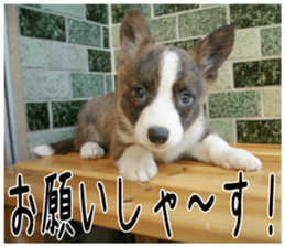 MIEDOG Welsh Corgi Cardigan sticker 3 sticker #14159326