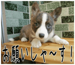 MIEDOG Welsh Corgi Cardigan sticker 3 sticker #14159326