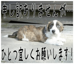 MIEDOG Welsh Corgi Cardigan sticker 3 sticker #14159327