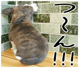 MIEDOG Welsh Corgi Cardigan sticker 3 sticker #14159328