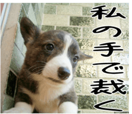 MIEDOG Welsh Corgi Cardigan sticker 3 sticker #14159329