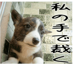 MIEDOG Welsh Corgi Cardigan sticker 3 sticker #14159329