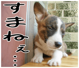 MIEDOG Welsh Corgi Cardigan sticker 3 sticker #14159330
