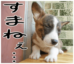 MIEDOG Welsh Corgi Cardigan sticker 3 sticker #14159330