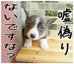 MIEDOG Welsh Corgi Cardigan sticker 3 sticker #14159331