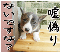MIEDOG Welsh Corgi Cardigan sticker 3 sticker #14159331