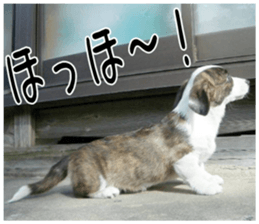 MIEDOG Welsh Corgi Cardigan sticker 3 sticker #14159332