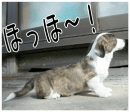 MIEDOG Welsh Corgi Cardigan sticker 3 sticker #14159332