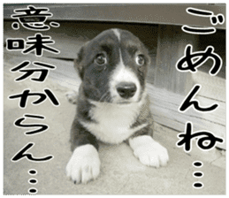 MIEDOG Welsh Corgi Cardigan sticker 3 sticker #14159333