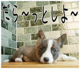 MIEDOG Welsh Corgi Cardigan sticker 3 sticker #14159336