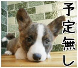 MIEDOG Welsh Corgi Cardigan sticker 3 sticker #14159337