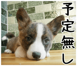 MIEDOG Welsh Corgi Cardigan sticker 3 sticker #14159337
