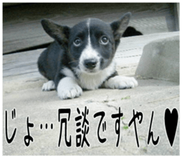 MIEDOG Welsh Corgi Cardigan sticker 3 sticker #14159338