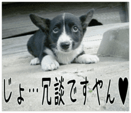 MIEDOG Welsh Corgi Cardigan sticker 3 sticker #14159338