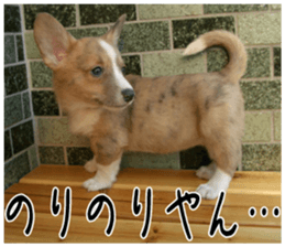 MIEDOG Welsh Corgi Cardigan sticker 3 sticker #14159339