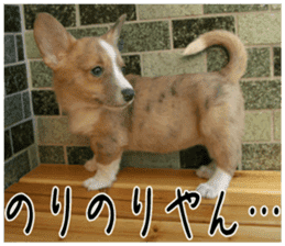 MIEDOG Welsh Corgi Cardigan sticker 3 sticker #14159339