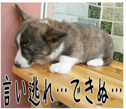MIEDOG Welsh Corgi Cardigan sticker 3 sticker #14159340